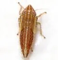 Diplocolenus configuratus - photo 5