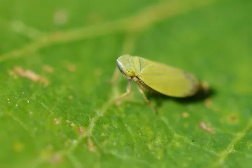 Diplocolenus evansi