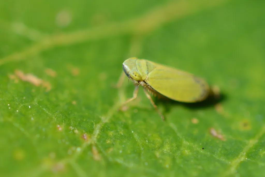 Diplocolenus evansi - photo 2