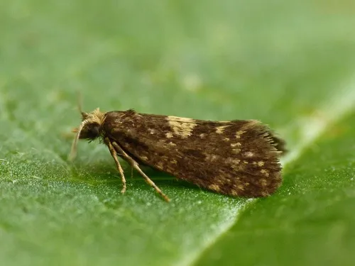 Diplodoma laichartingella