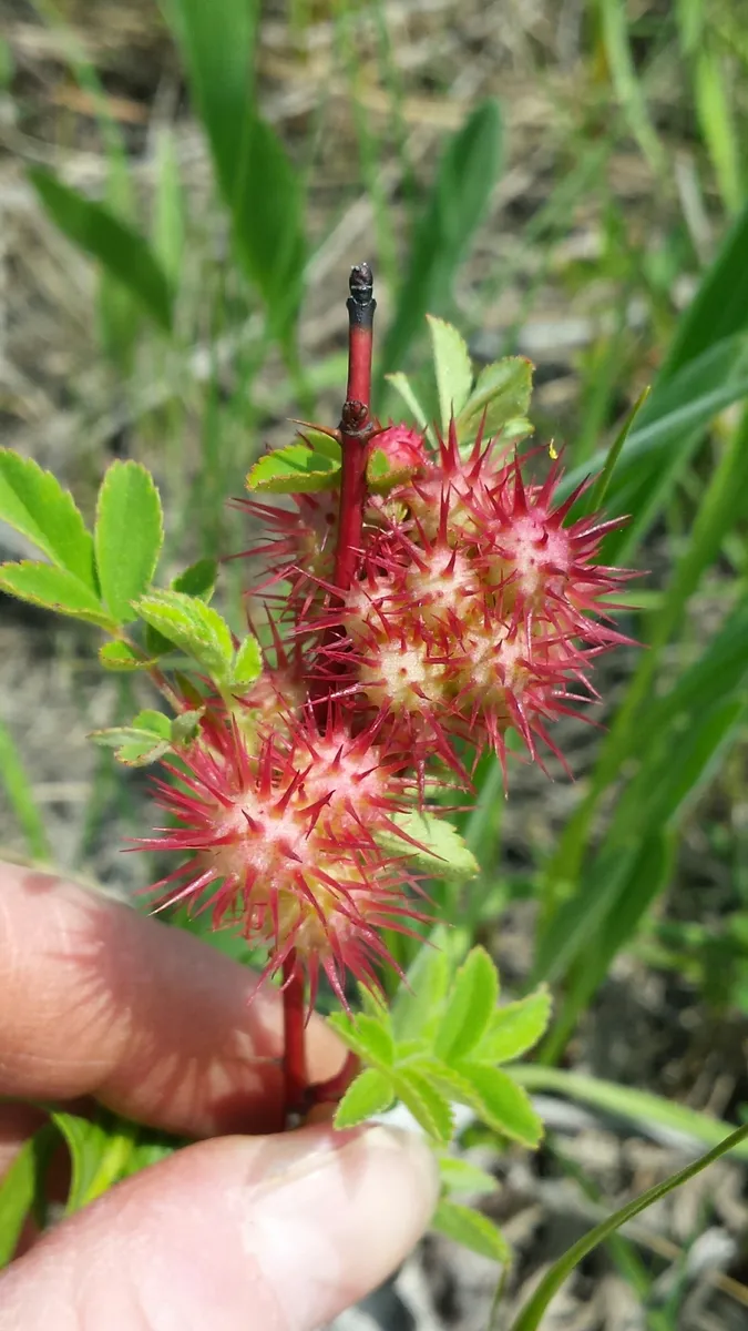 Spiny Rose Gall Wasp - photo 3
