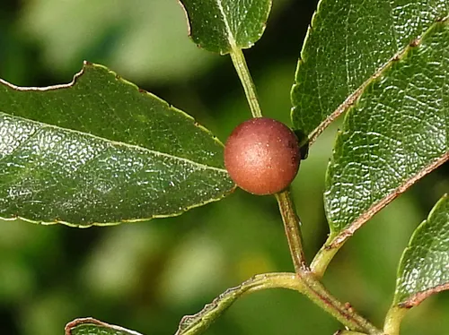 Smooth Pea Gall Wasp