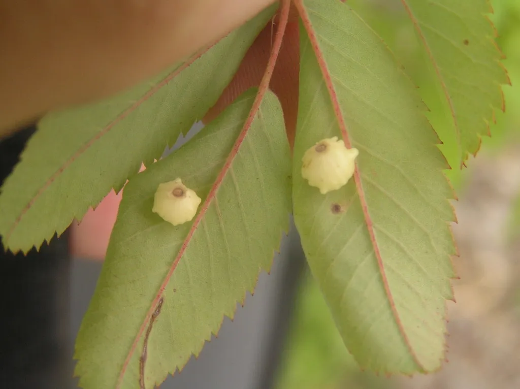 Regal Rose Gall Wasp - photo 2