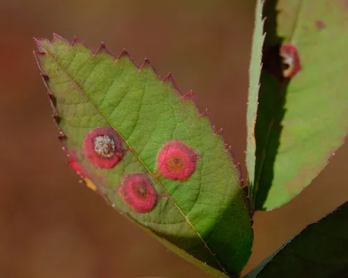 Diplolepis lens