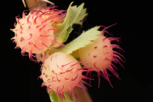 Spiny Leaf Gall Wasp - photo 2