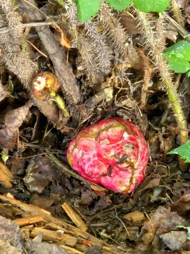 roseroot gall wasp