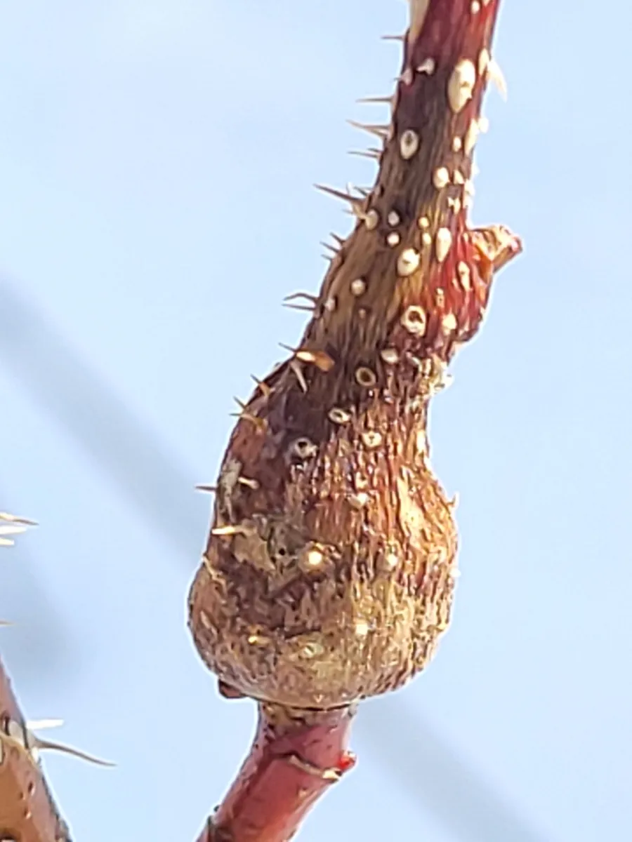 Diplolepis triforma - photo 3