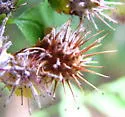 Diplolepis weldi