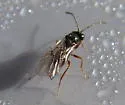 Diplolepis weldi - photo 2