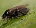 Diplonevra nitidula