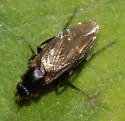 Diplonevra nitidula - photo 2