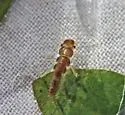 Diploperla duplicata - photo 2