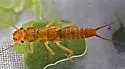 Diploperla duplicata - photo 4
