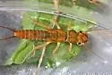 Diploperla duplicata - photo 5