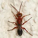 Diploplectron ferrugineum