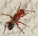 Diploplectron ferrugineum - photo 2