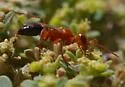 Diploplectron ferrugineum - photo 3