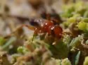 Diploplectron ferrugineum - photo 4