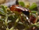 Diploplectron ferrugineum - photo 5