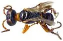 Diploplectron peglowi