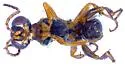 Diploplectron peglowi - photo 2