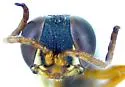Diploplectron peglowi - photo 3