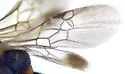 Diploplectron peglowi - photo 4
