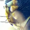 Diploplectron peglowi - photo 5