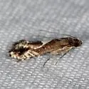 Diploschizia habecki - Hodges#2345.4