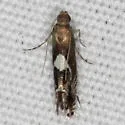 Diploschizia habecki - Hodges#2345.4 - photo 2