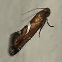 Diploschizia lanista - Hodges#2345