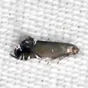 Diploschizia minimella - Hodges#2345.1