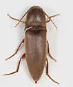 Diplostethus carolinensis