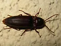 Diplostethus carolinensis - photo 2