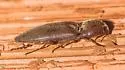 Diplostethus carolinensis - photo 3