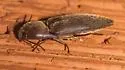 Diplostethus carolinensis - photo 4