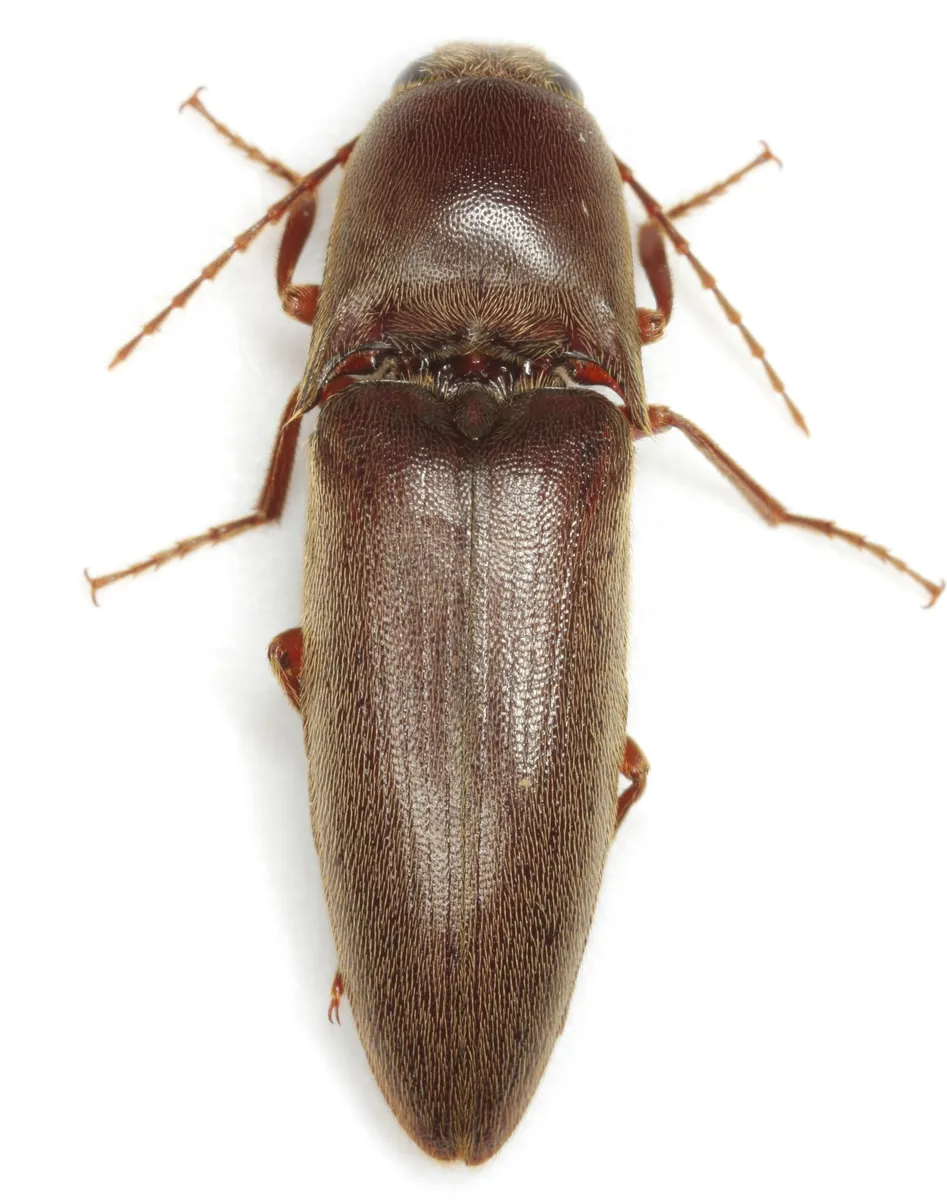 Diplostethus texanus - Diplostethus texanus