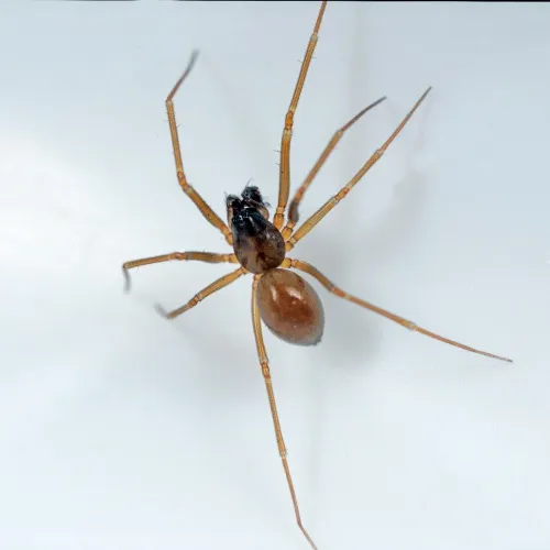 Diplostyla concolor