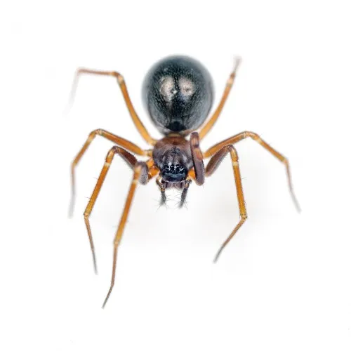 Diplostyla concolor - photo 2