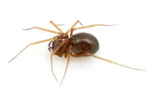 Diplostyla concolor - photo 3