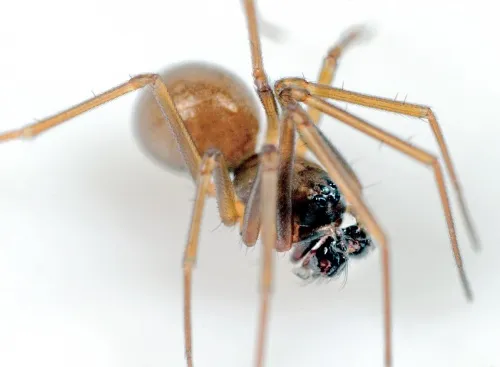 Diplostyla concolor - photo 4