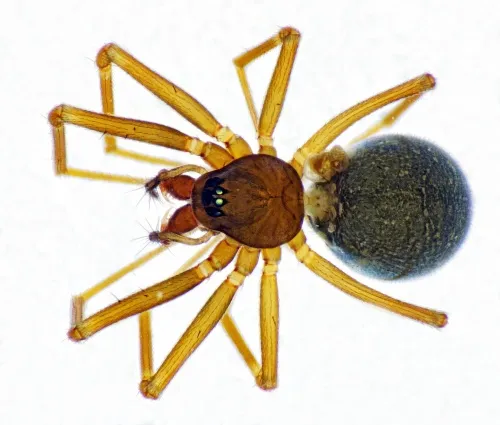 Diplostyla concolor - photo 5