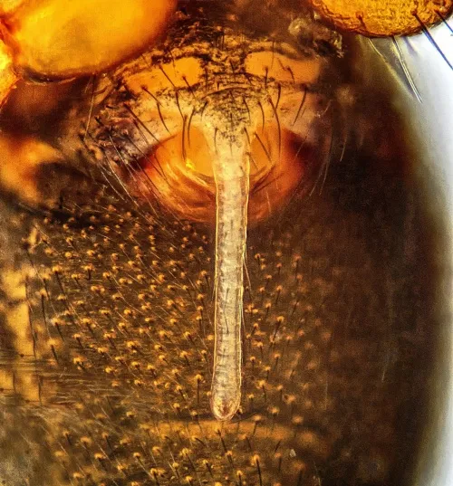 Diplostyla concolor - photo 6