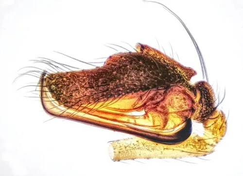 Diplostyla concolor - photo 7