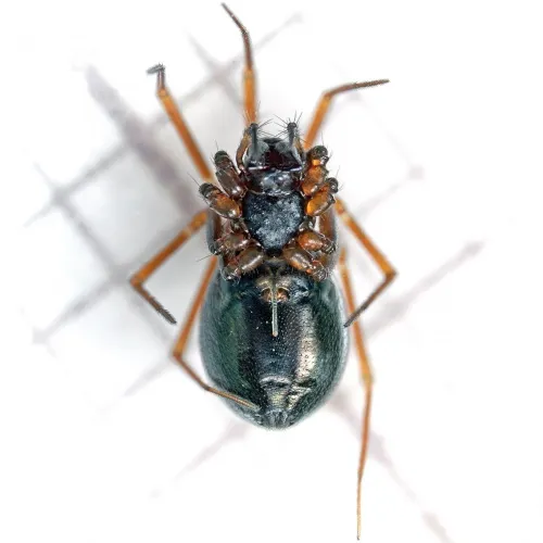 Diplostyla concolor - photo 8