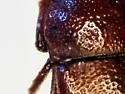 Diplotaxis abnormis - photo 2