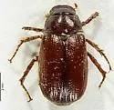 Diplotaxis abnormis - photo 4
