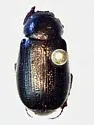 Diplotaxis arizonica