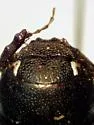 Diplotaxis arizonica - photo 3
