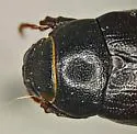 Diplotaxis belfragei